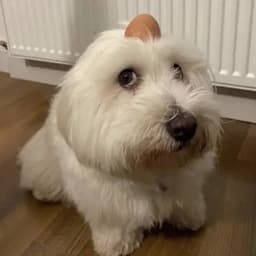 ChicknBucket