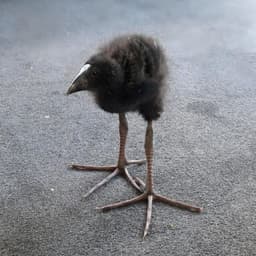 PanMaslo122