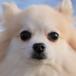 Elemotheemo