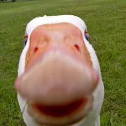 GoosePiano