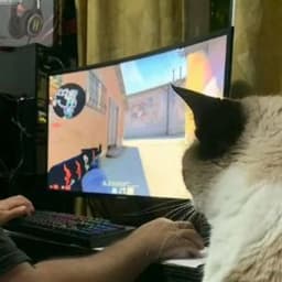 bozzo64k