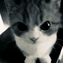 elushhh