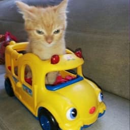 Gatito_