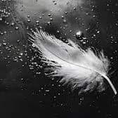 WhiteFeather