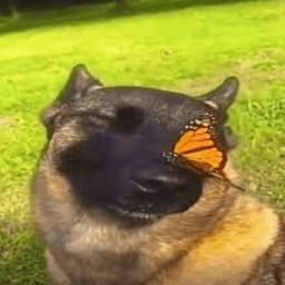 Molfyii