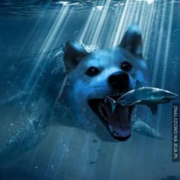 _DoGe__