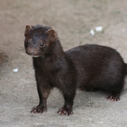 -Mink-