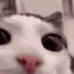 his_popcat