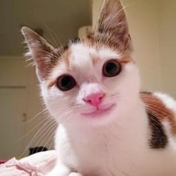 wtfrudb