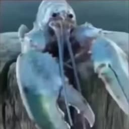 Pazik_IV