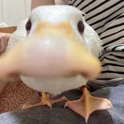 Yolasad