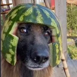 Hapapapa