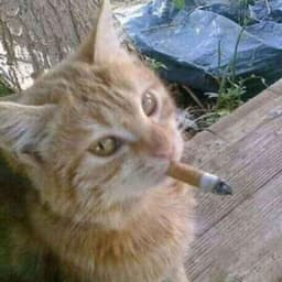JapieehCS