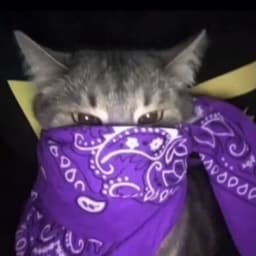 _Mini_kotik_