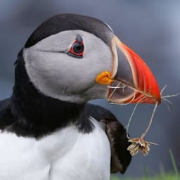 Puffin_1