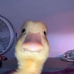 DepSted