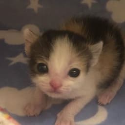 limzeymeow