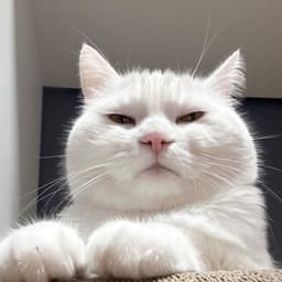 Baha_1337