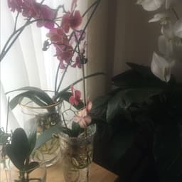 ivycr4ft