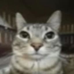 Mavr_cat55