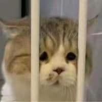 MiniDev