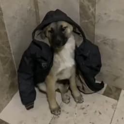 erkurt-diego