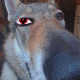 bennetXD