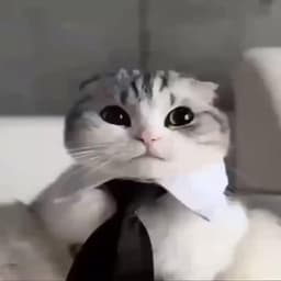 Kobojollo