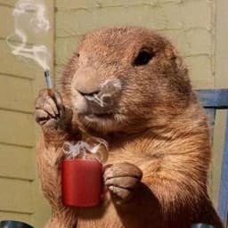 Beaver_90