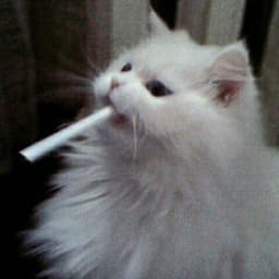 -mikeee
