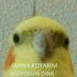 pro_hocamm_x