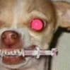 MadChihuahua