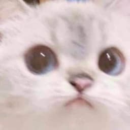MyCatAlex