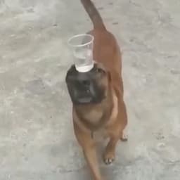 NoVertigopls