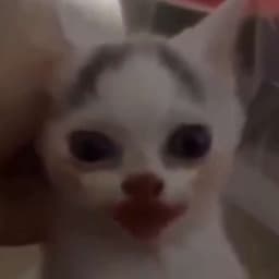 fuzzyfenk