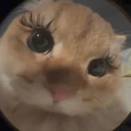 baasiko