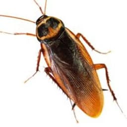 BUBAZHELI