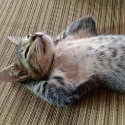 Eetunuut