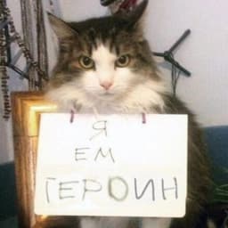 darti-