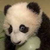Sexypanda_