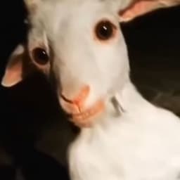 bvbvbvbvbud