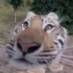 jbbb