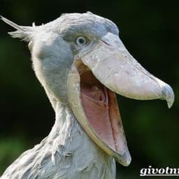 _Kitoglav_