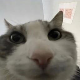 Akulbekek