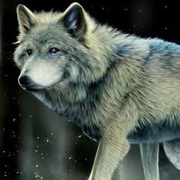 WinterWollf