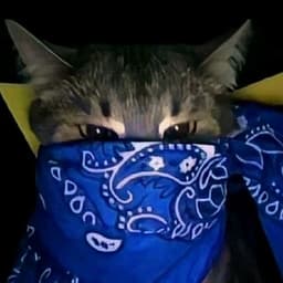 Salazarnico