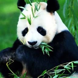 CtrlAltPanda