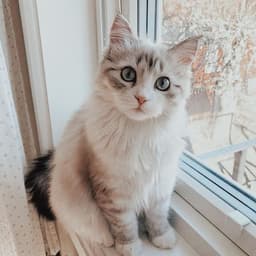 StarKitty13