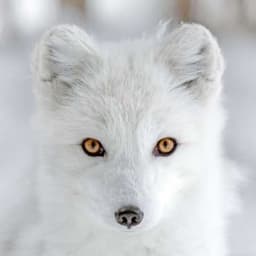 VULPEALBA
