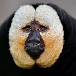 monkeyluvr69